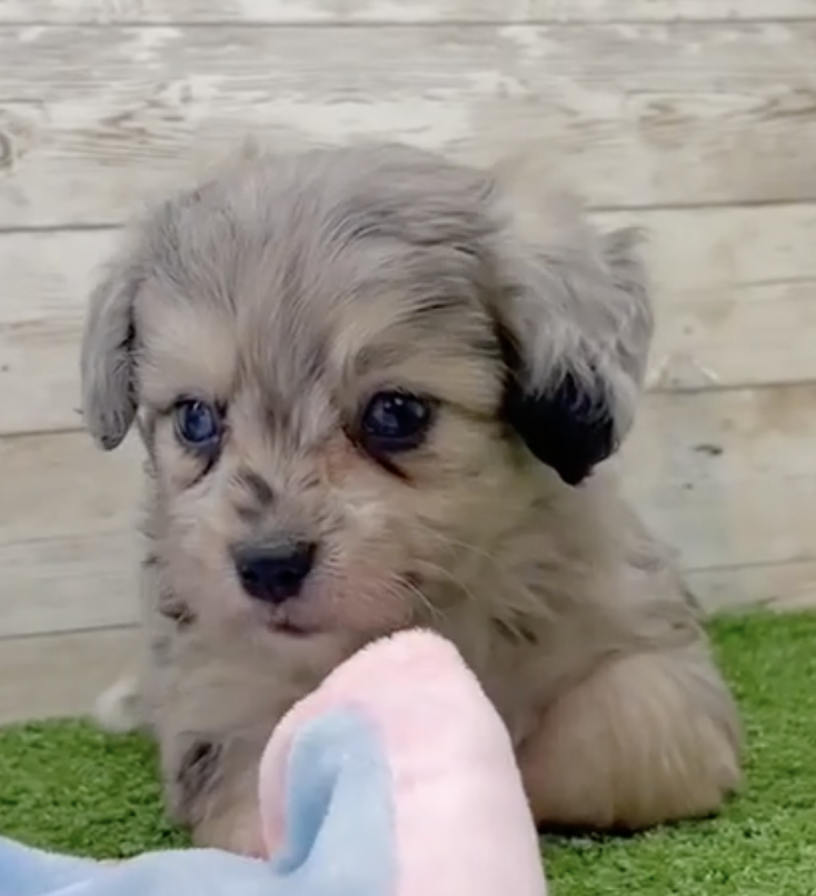 Aussiechon Breed Info